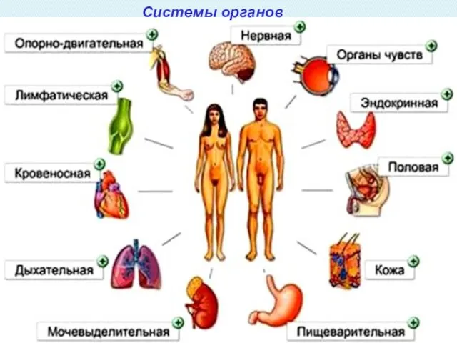 Системы органов