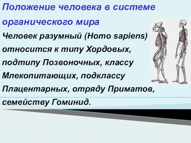 Положение человека в системе органического мира Человек разумный (Homo sapiens)