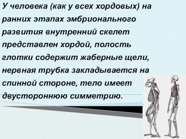 У человека (как у всех хордовых) на ранних этапах эмбрионального