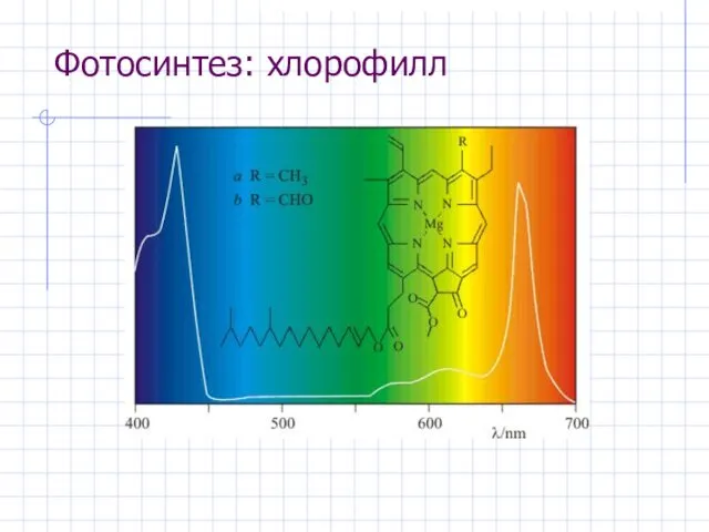 Фотосинтез: хлорофилл