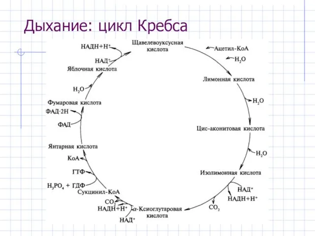 Дыхание: цикл Кребса