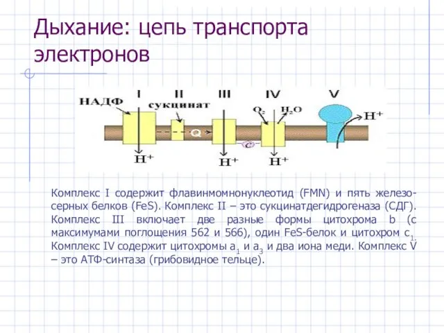 Дыхание: цепь транспорта электронов Комплекс I содержит флавинмомнонуклеотид (FMN) и