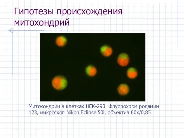 Гипотезы происхождения митохондрий Митохондрии в клетках HEK-293. Флуорохром родамин 123, микроскоп Nikon Eclipse 50i, объектив 60х/0,85