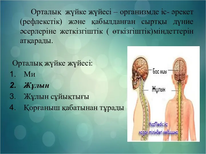 Орталық жүйке жүйесі – организмде іс- әрекет (рефлекстік) және қабылданған