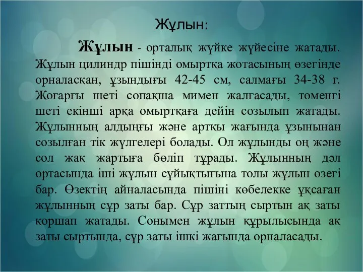 Жұлын: Жұлын - орталық жүйке жүйесіне жатады. Жұлын цилиндр пішінді