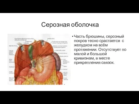 Серозная оболочка Часть брюшины, серозный покров тесно срастается с желудком