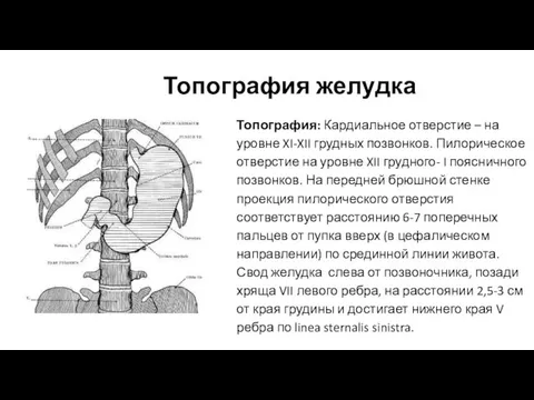 Топография желудка Топография: Кардиальное отверстие – на уровне XI-XII грудных