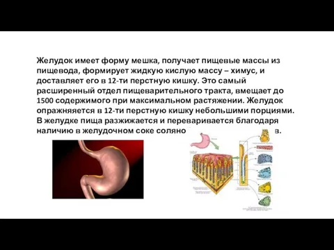 Желудок имеет форму мешка, получает пищевые массы из пищевода, формирует