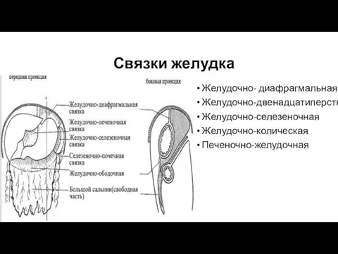 Связки желудка Желудочно- диафрагмальная Желудочно-двенадцатиперстная Желудочно-селезеночная Желудочно-колическая Печеночно-желудочная