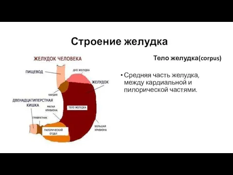 Строение желудка Тело желудка(corpus) Средняя часть желудка, между кардиальной и пилорической частями.