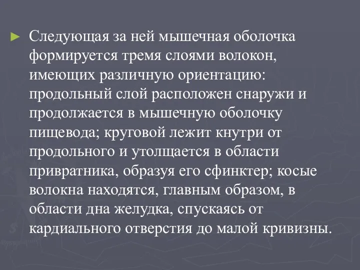 Следующая за ней мышечная оболочка формируется тремя слоями волокон, имеющих