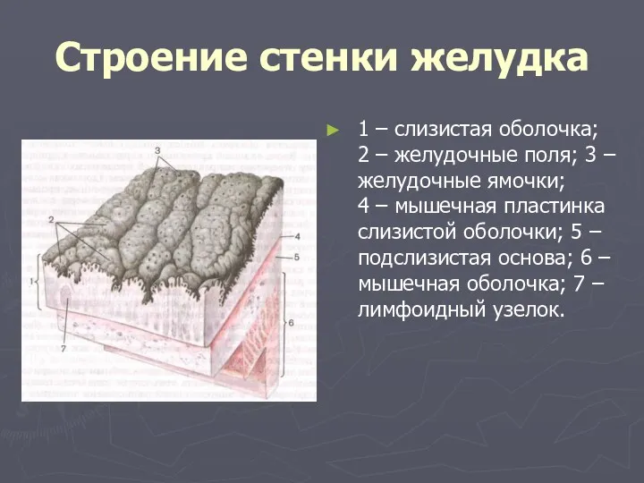 Строение стенки желудка 1 – слизистая оболочка; 2 – желудочные