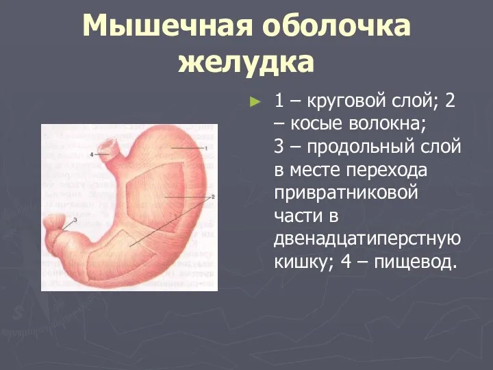 Мышечная оболочка желудка 1 – круговой слой; 2 – косые