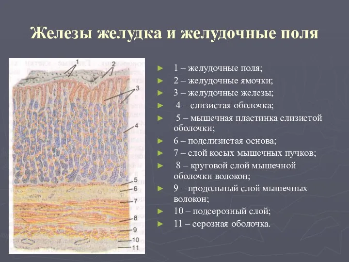 Железы желудка и желудочные поля 1 – желудочные поля; 2