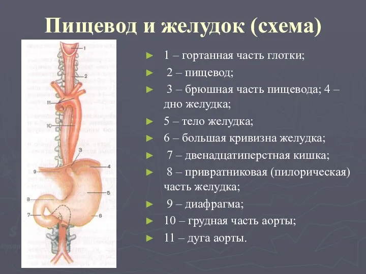 Пищевод и желудок (схема) 1 – гортанная часть глотки; 2