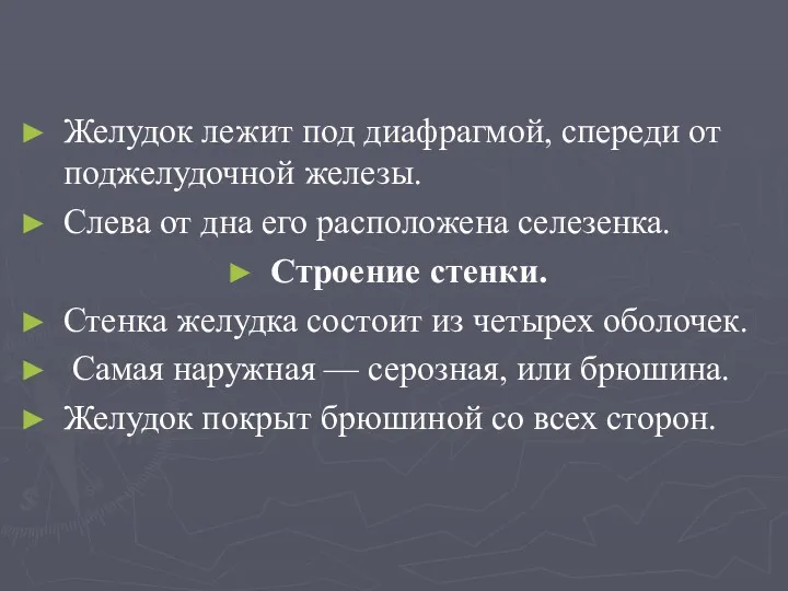 Желудок лежит под диафрагмой, спереди от поджелудочной железы. Слева от