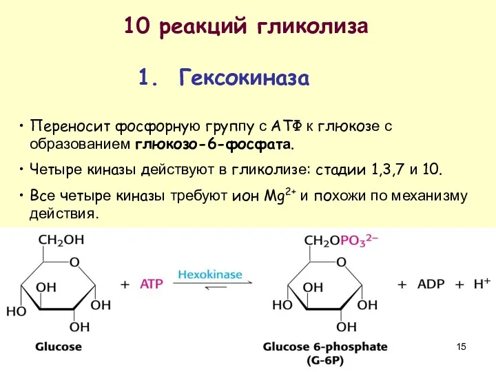 10 реакций гликолиза 1. Гексокиназа Переносит фосфорную группу с АТФ