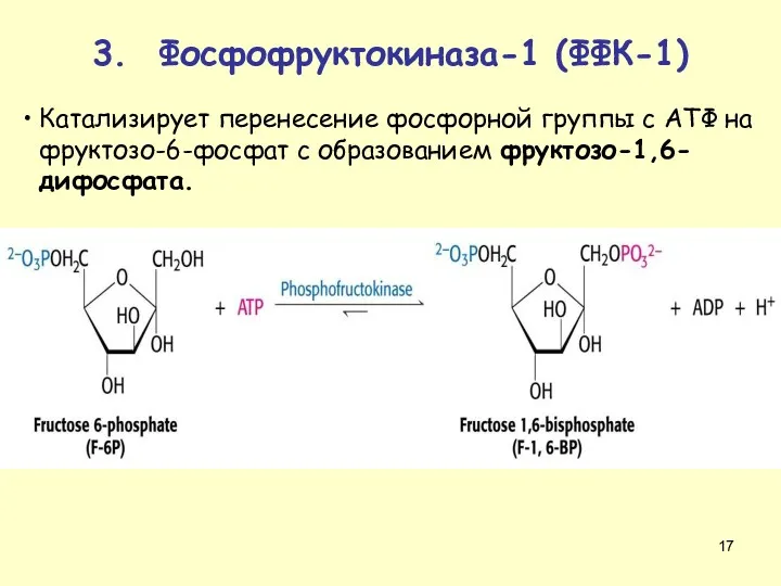 Катализирует перенесение фосфорной группы с АТФ на фруктозо-6-фосфат с образованием фруктозо-1,6-дифосфата. 3. Фосфофруктокиназа-1 (ФФК-1)