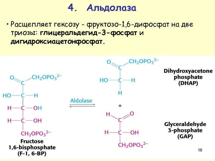 4. Альдолаза Расщепляет гексозу - фруктозо-1,6-дифосфат на две триозы: глицеральдегид-3-фосфат и дигидроксиацетонфосфат.