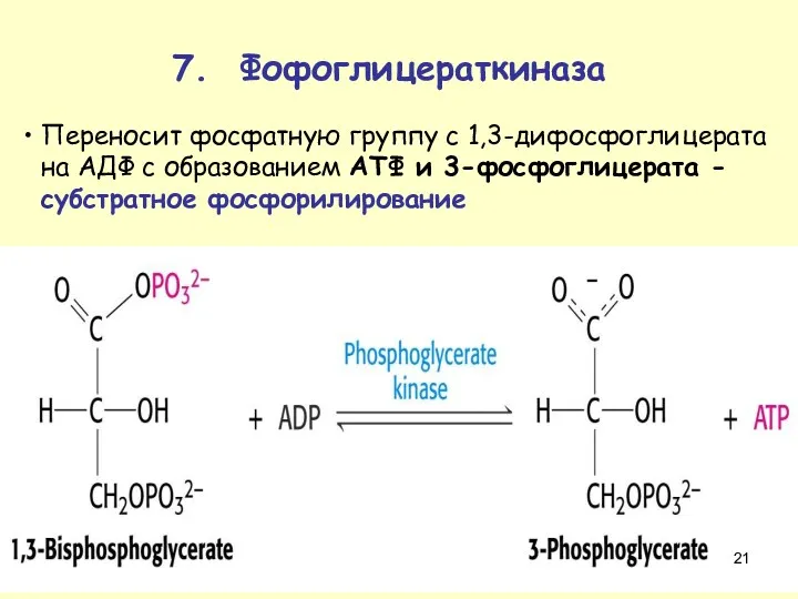 Переносит фосфатную группу с 1,3-дифосфоглицерата на АДФ с образованием ATФ