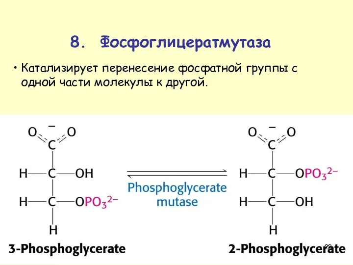 8. Фосфоглицератмутаза Катализирует перенесение фосфатной группы с одной части молекулы к другой.