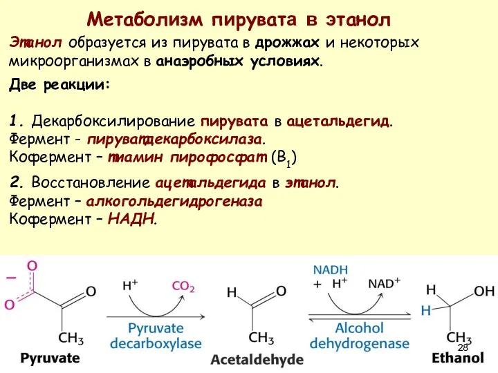 Метаболизм пирувата в этанол Этанол образуется из пирувата в дрожжах