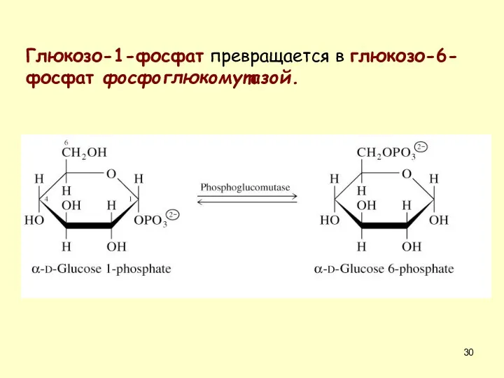 Глюкозо-1-фосфат превращается в глюкозо-6-фосфат фосфоглюкомутазой.