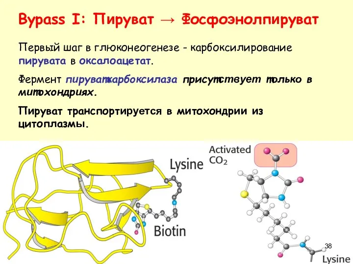 Bypass I: Пируват → Фосфоэнолпируват Первый шаг в глюконеогенезе -