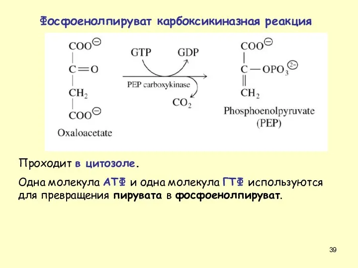 Проходит в цитозоле. Одна молекула АТФ и одна молекула ГТФ