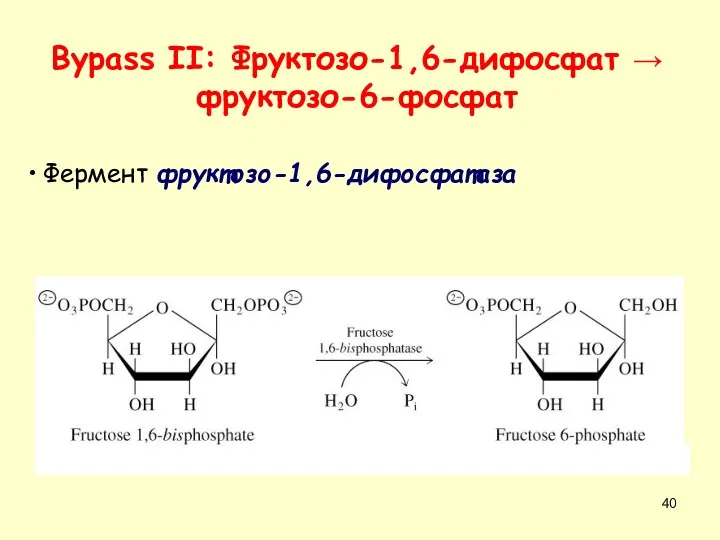 Фермент фруктозо-1,6-дифосфатаза Bypass II: Фруктозо-1,6-дифосфат → фруктозо-6-фосфат