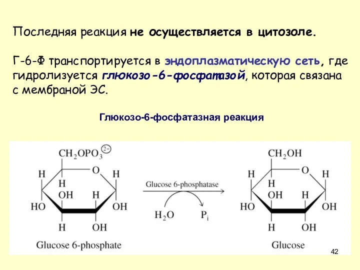 Последняя реакция не осуществляется в цитозоле. Г-6-Ф транспортируется в эндоплазматическую