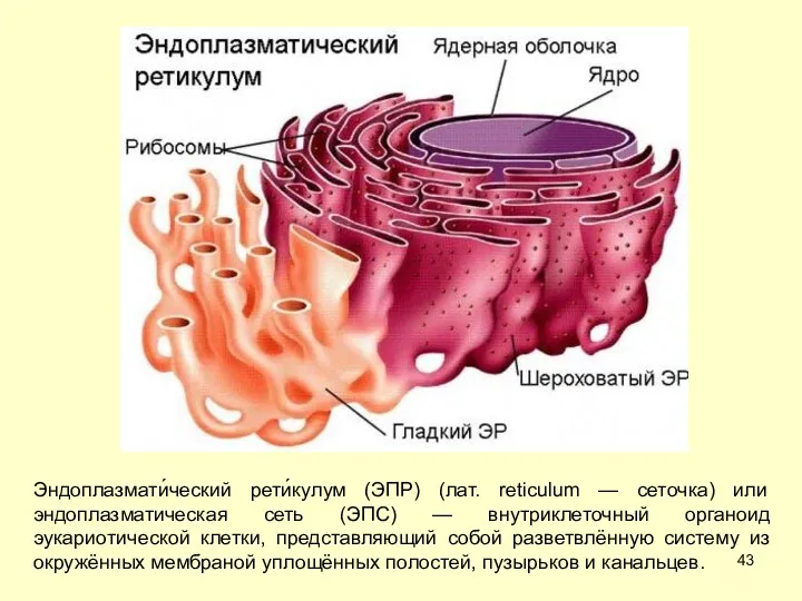 Эндоплазмати́ческий рети́кулум (ЭПР) (лат. reticulum — сеточка) или эндоплазматическая сеть