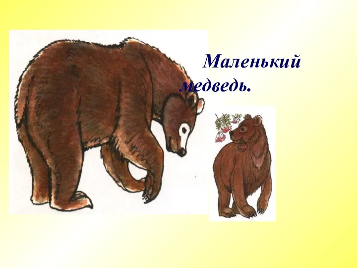 Маленький медведь.