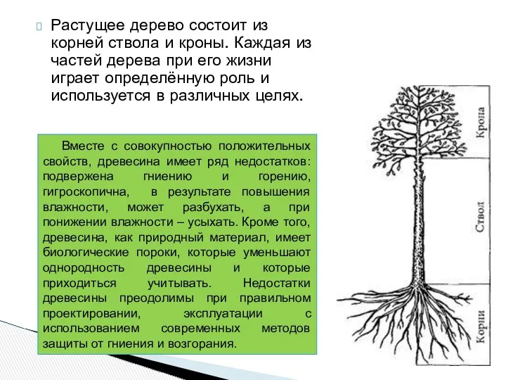 Растущее дерево состоит из корней ствола и кроны. Каждая из частей дерева при