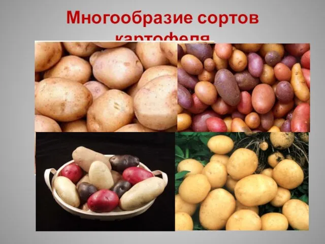 Многообразие сортов картофеля