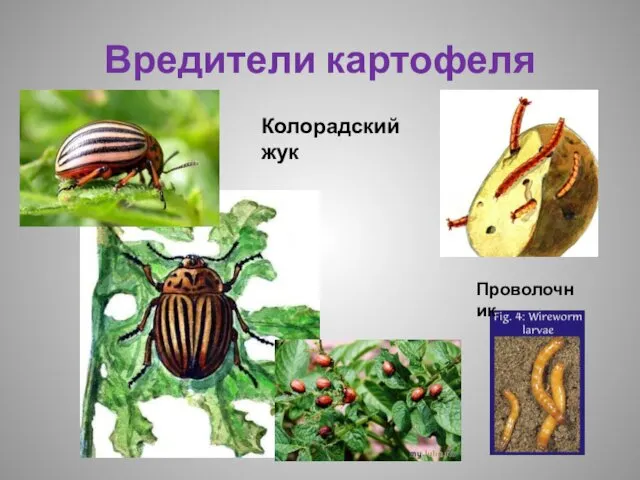 Вредители картофеля Колорадский жук Проволочник