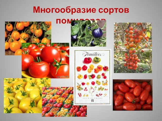 Многообразие сортов помидоров