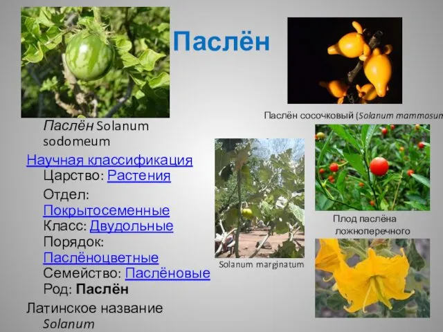 Паслён Паслён Solanum sodomeum Научная классификация Царство: Растения Отдел: Покрытосеменные