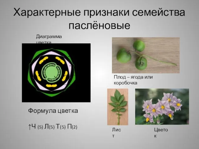Характерные признаки семейства паслёновые Диаграмма цветка Плод – ягода или