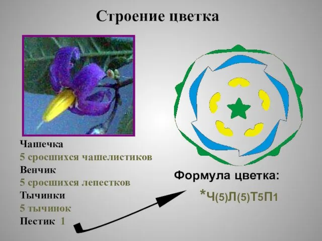 Строение цветка Чашечка 5 сросшихся чашелистиков Венчик 5 сросшихся лепестков