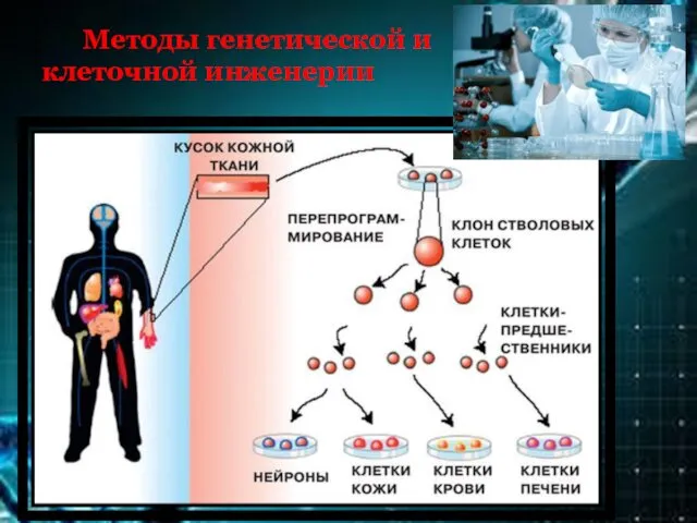 Методы генетической и клеточной инженерии