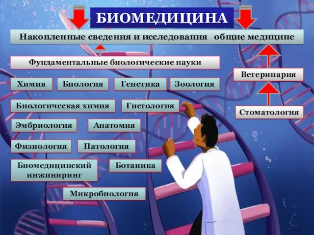 БИОМЕДИЦИНА Накопленные сведения и исследования общие медицине Ветеринария Стоматология Фундаментальные