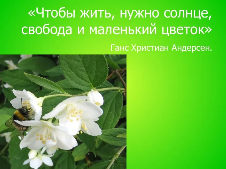 «Чтобы жить, нужно солнце, свобода и маленький цветок» Ганс Христиан Андерсен.