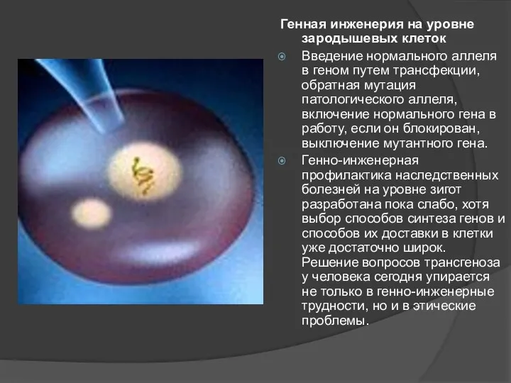 Генная инженерия на уровне зародышевых клеток Введение нормального аллеля в