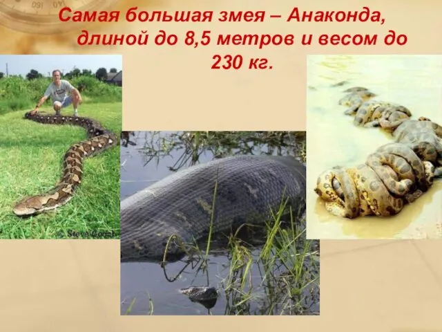 Самая большая змея – Анаконда, длиной до 8,5 метров и весом до 230 кг.