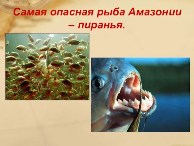 Самая опасная рыба Амазонии – пиранья.