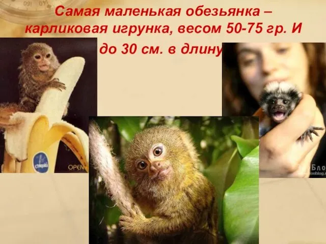 Самая маленькая обезьянка – карликовая игрунка, весом 50-75 гр. И до 30 см. в длину.