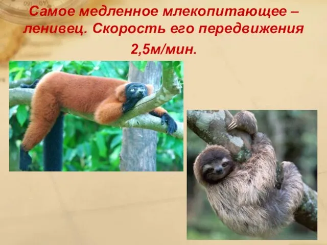 Самое медленное млекопитающее – ленивец. Скорость его передвижения 2,5м/мин.