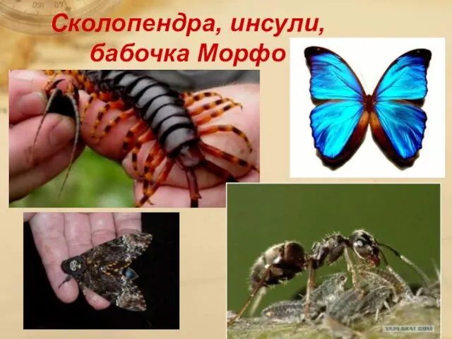 Сколопендра, инсули, бабочка Морфо