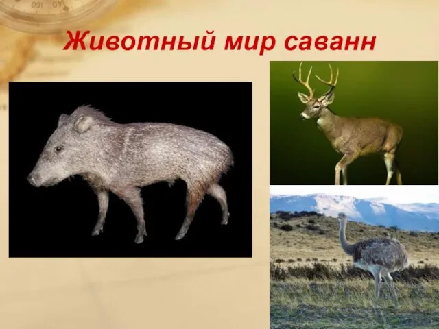 Животный мир саванн